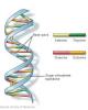 Cơ sở phân tử của tính di truyền